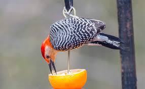 How to select a feeder. Feeding Birds Jelly Fresh Fruit
