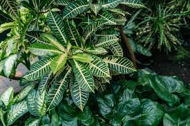 Image result for Sanchezia speciosa