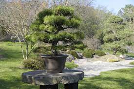 Potted in a 17 black rectangle mica container. How To Grow And Care For Japanese Black Pine