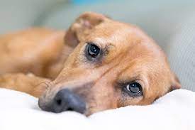 7 signs a dog is in pain | Petplan
