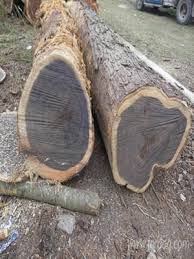 Image result for Diospyros crassiflora