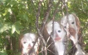 Blog gosip artis malaysia yang paling hot dan meletop! Artis Malaysia Beruk Kuvukiland Seram Giler Muka Dia Facebook