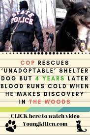Dogs Puppies Rescue Ideas Animal Rescue Stories Pets Rescue Ideas Dogs Puppies Dogsrescue Animal Rescue Stories Dog Rescue Stories Shelter Dogs