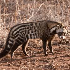 They are native to the tropics of africa and asia. Civet Cat Taxidermy Quote