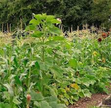 Check spelling or type a new query. Native American Gardening Home And Garden Victoriaadvocate Com