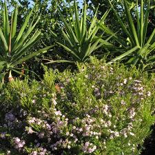 Check spelling or type a new query. Gardening 101 Pink Breath Of Heaven Gardenista