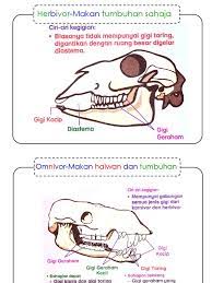 Setiap jenis hewan berdasarkan penggolongan makanannya, memiliki ciri ciri yang sebagian besar berbeda dan sebagian lainnya sama. Dst Th3 Gigi Herbivor Karnivor Omnivor