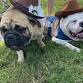 Howl-O-Ween Pooch Parade & Pet Expo event image