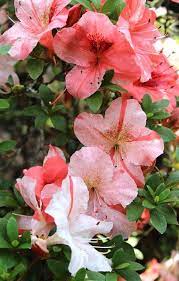Pin On Alabama Gardening