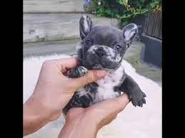 We did not find results for: Top Top Quality Blue Teacup French Bulldog 8800 00usd Youtube