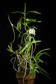 Image result for Angraecum infundibulare