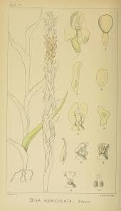 Image result for Disa ochrostachya