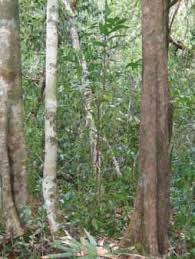 Image result for Chamaedorea oblongata