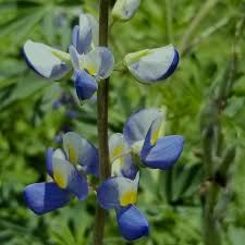 Image result for Lupinus pubescens