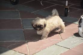 The shih poo, or shih tzu poodle mix, tends to be a quiet, calm companion who doesn't need too much attention. Shih Tzu Puppies Available