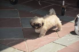 Shih tzus are not meant to be this tiny. Shih Tzu Puppies Available