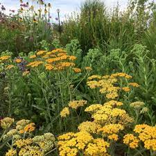 Achillea Inca Gold And Sedum Autumn Joy Plants Perennial Garden Sedum