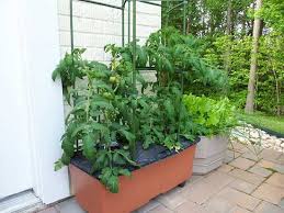The ip locks in flavor and gives this vegetarian soup a instant pot tomato soup. 27 Diy Tomato Cage Trellis Stake Ideas Balcony Garden Web