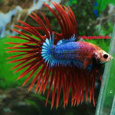 Betta pharmaceuticals will continue to adhere to the philosophy of innovate to benefit the people. Red Mascot Pattern Thick Rays Betta Betta Fish Beautiful Fish