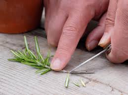 Image result for rosemary cuttings