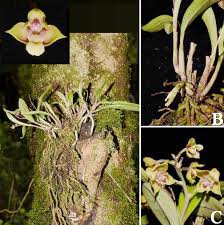 Image result for Polystachya spatella