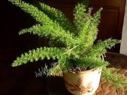 Also, the roots grow quickly to widen them for absorption of. 10 Plants That Can Absorb Electromagnetic Radiation