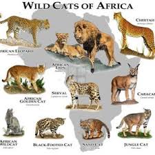 Felidae Evolution Cat Family Tree Wild Cat Family