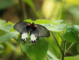 5 out of 5 stars (986) 986 reviews $ 95.00 free shipping only 1 available and it's in 4 people's carts. Butterflies Of Vietnam 146 Papilio Memnon Agenor The Great Mormon