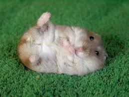 Hamster Fun Haha Cute Little Animals Cute Animals Cute Hamsters
