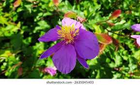 Image result for Clappertonia ficifolia