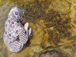 Tarikan utama di sini adalah pusat pemulihan ikan kelah sebab itu nama tempat ini santuari ikan sungai chiling, tidak perlu. Instagram Photo By Mokhtar9mc May 16 2016 At 5 52am Utc Forest Reserves Instagram Bushcraft