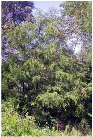 Image result for Pycnostachys ruandensis