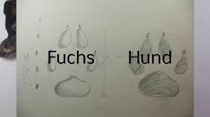 Wer im winter draussen unterwegs ist, hat gute chancen auf tierspuren im frischen schnee zu stossen. Wildtierspuren Im Schnee Spuren Und Fahrten Kennen Lernen Youtube
