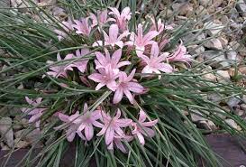 Asphodelus Acaulis Alpine Flowers Alpine Garden Rock Garden Plants