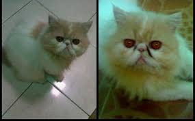 Kucing himalaya kerap disebut juga dengan persia himalaya. Perbedaan Kucing Persia Peaknose Persia Flatnose Dan Persia Medium Segala Hobi