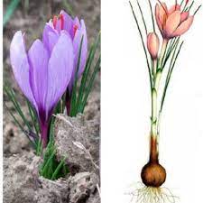 The Saffron Cultivation Zones In The World And In Europe Download Scientific Diagram
