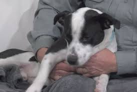 In pop culture, the basset hound is featured as the logo for hush puppies brand shoes and also appears as a cartoon dog named droopy. Pet Pals 1 Year Old Basset Hound Mix Needs Home Name Wway Tv