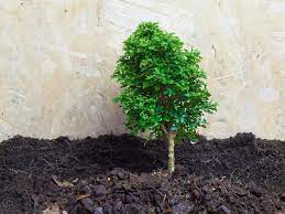 Murraya paniculata is a favourite hedging plant here at plantmark. Murraya Hedge Roots Are Murraya Roots Invasive