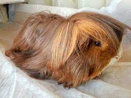 A 14 inch long coat is not unheard of. How Do You Care For A Long Haired Peruvian Guinea Pig Pethelpful