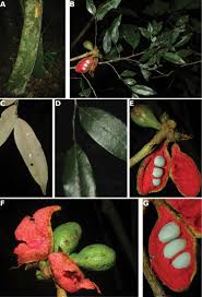 Image result for Monanthotaxis ferruginea