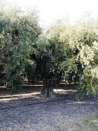 Olive Tree Farm Nursery Careful Selection Delivery And Planting Tree Farms Buy Trees Farm Nursery