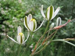 Image result for Albuca setosa