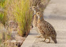 Image result for Sclerochiton vogelii