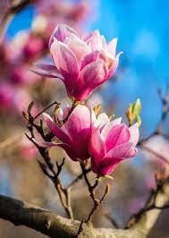 Blooming Magnolia Tree Magnolia Large Pink Flowers On A Magnolia Tree Spring Affiliate Ma Beautiful Flowers Very Beautiful Flowers Flowers Photography