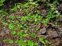 Image result for Turraea robusta