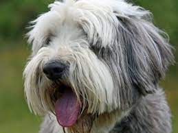 Collie Barbudo Informacion Y Cuidados Para Las Razas De Perros 2020