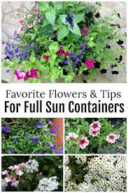 Full Sun Planter Ideas Containers That Will Last All Season Container Gardening Flowers Full Sun Planter Ideas Fall Container Gardens