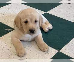 Litter Of 10 Labrador Retriever Puppies For Sale In Wilsonville Or Adn 162958 On Puppyfinder Com Golden Labrador Puppies Labrador Retriever Puppies For Sale