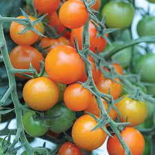 Depending on how sungold is grown it produces a large crop regularly in both warm and cold summers. Tomato Sungold F1 Hybrid Seeds Thompson Morgan