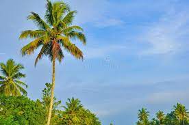 Find & download the most popular coconut tree photos on freepik free for commercial use high quality images over 8 million stock photos. 2 024 Kerala Coconut Tree Photos Free Royalty Free Stock Photos From Dreamstime